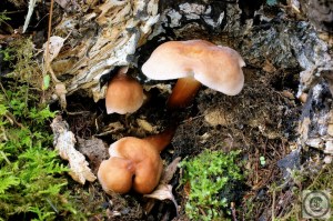 Spoelvoetcollybia 3